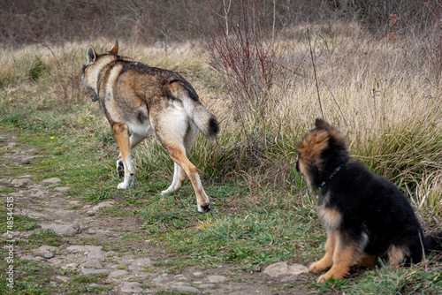 Young German shepherd dog and Czechoslovakian wolf in the field.