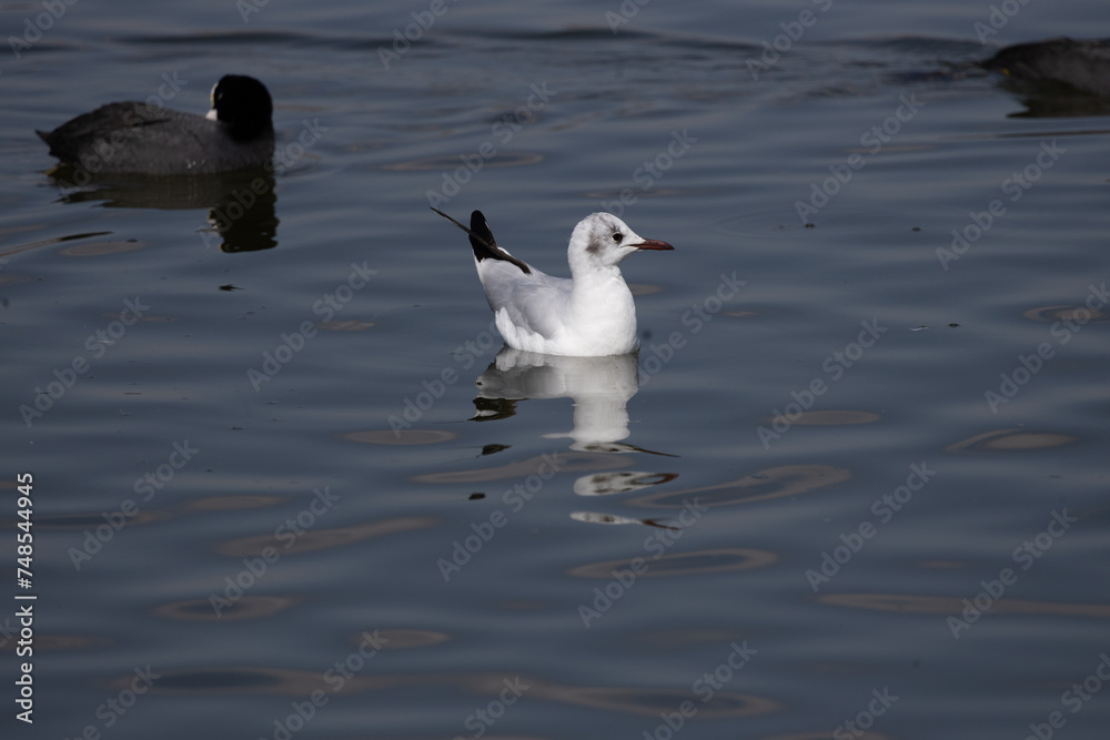 bird, seagull, gull, flying, sea, bird, seagull, gull, flying, sea,
