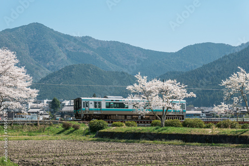 Cherry blossom scenery in the Japanese countryside