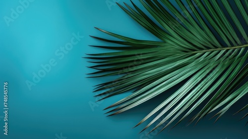 Palm tree with tropical leaves on a blue background with a place to copy text  an even layer of green tropical leaves. The concept of recreation  tourism  and sea travel.