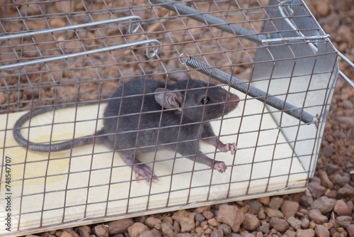 Canvas Print Rat caught in a trap