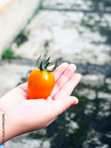 Kid hand with tomatoes cerry. Harvesting tomato cerry in the backyard