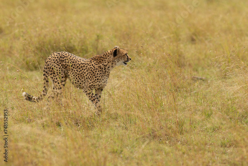 cheetah in the African savannah waiting for prey Namibia.