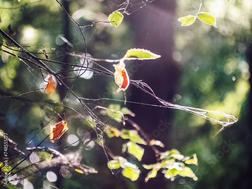 A branch with leaves ensnared in a spider's web is illuminated by the morning sunlight, creating a captivating interplay of light and nature's delicate intricacies