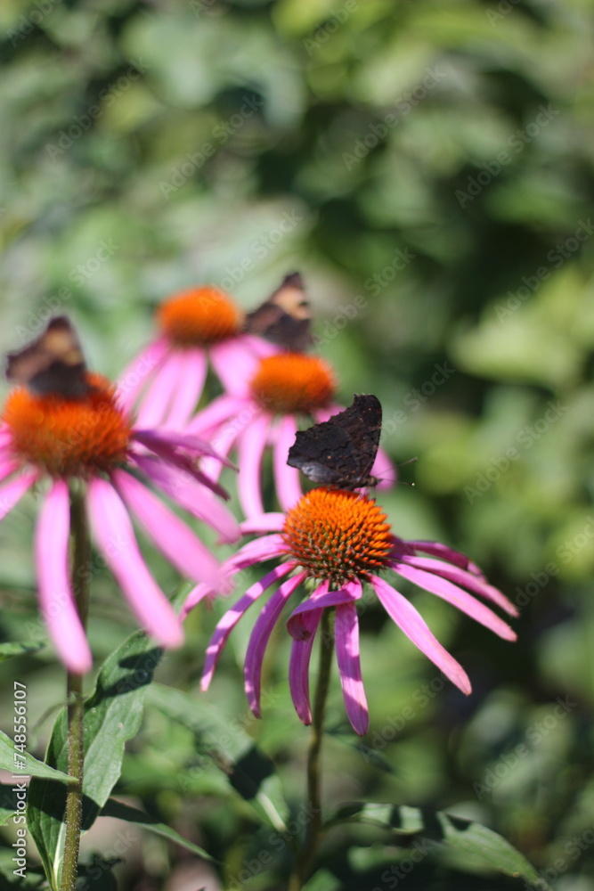 butterfly on flowers butterfly on flowers