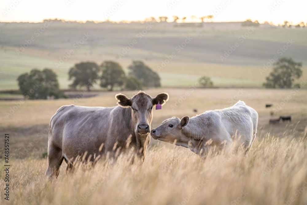 beautiful cattle in Australia eating grass, grazing on pasture. Herd of cows free range beef being regenerative raised on an agricultural farm. Sustainable farming of food crops. Cow in field beautiful cattle in Australia eating grass, grazing on pasture. Herd of cows free range beef being regenerative raised on an agricultural farm. Sustainable farming of food crops. Cow in field