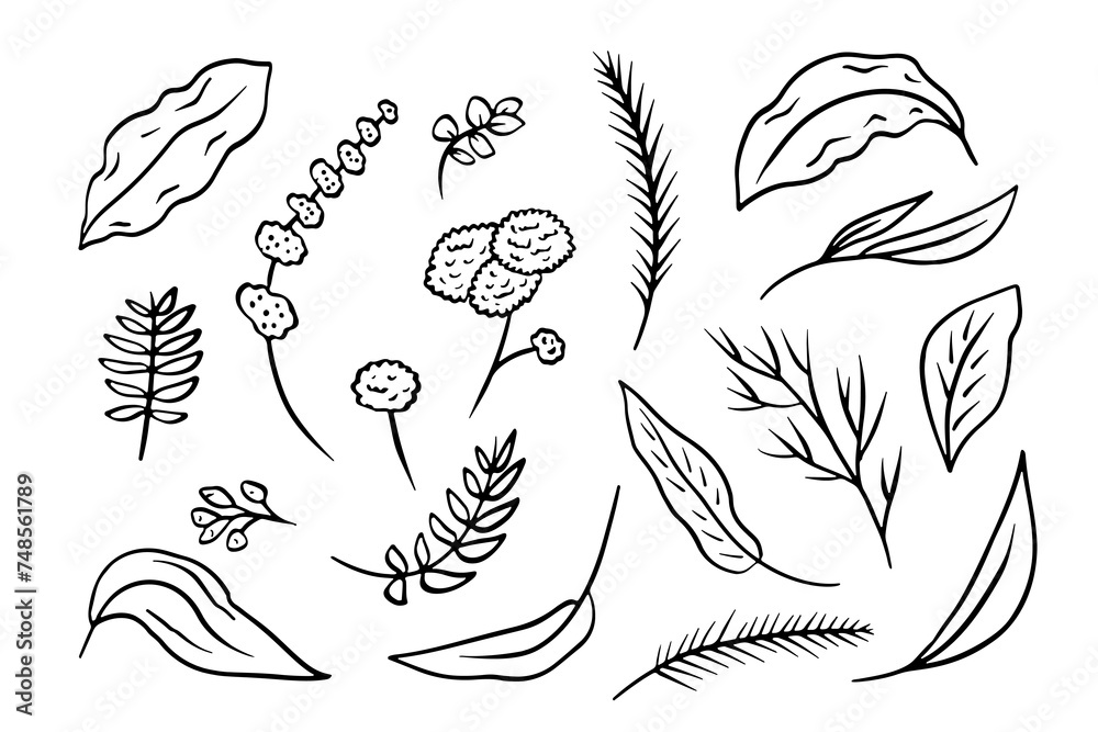 Set of black and white line art leaves. Monochrome floral collection. Set of black and white line art leaves. Monochrome floral collection.