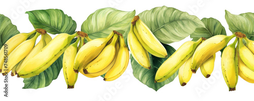 Watercolor background banner of bananas isolated on a white background as transparent PNG