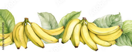 Watercolor background banner of bananas isolated on a white background as transparent PNG