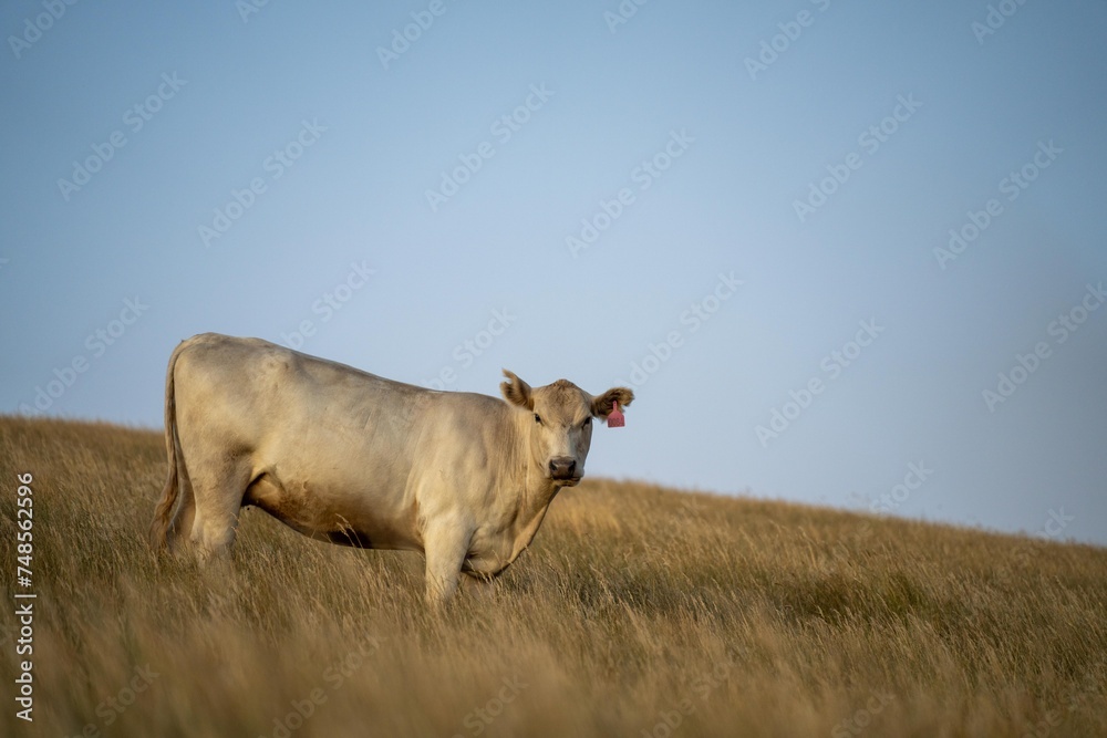 beautiful cattle in Australia eating grass, grazing on pasture. Herd of cows free range beef being regenerative raised on an agricultural farm. Sustainable farming of food crops. Cow in field beautiful cattle in Australia eating grass, grazing on pasture. Herd of cows free range beef being regenerative raised on an agricultural farm. Sustainable farming of food crops. Cow in field