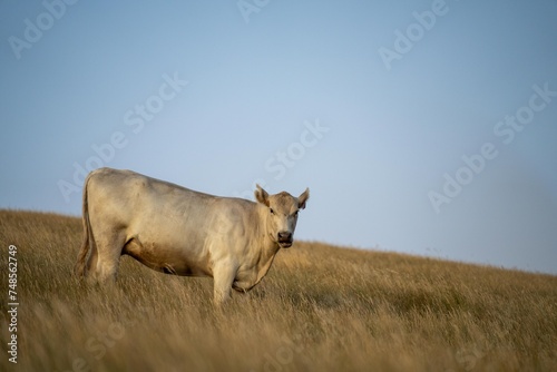 Fototapeta Naklejka Na Ścianę i Meble -  Portrait of Cows in a field grazing. Regenerative agriculture farm storing co2 in the soil with carbon sequestration. tall long pasture in a paddock on a farm in australia in a drought