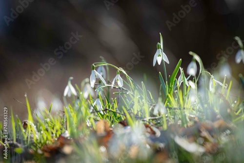 Schneeglöckchen photo