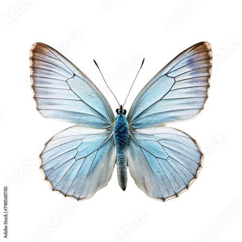 Beautiful butterfly isolated on a transparent background. Blue and white butterfly.
