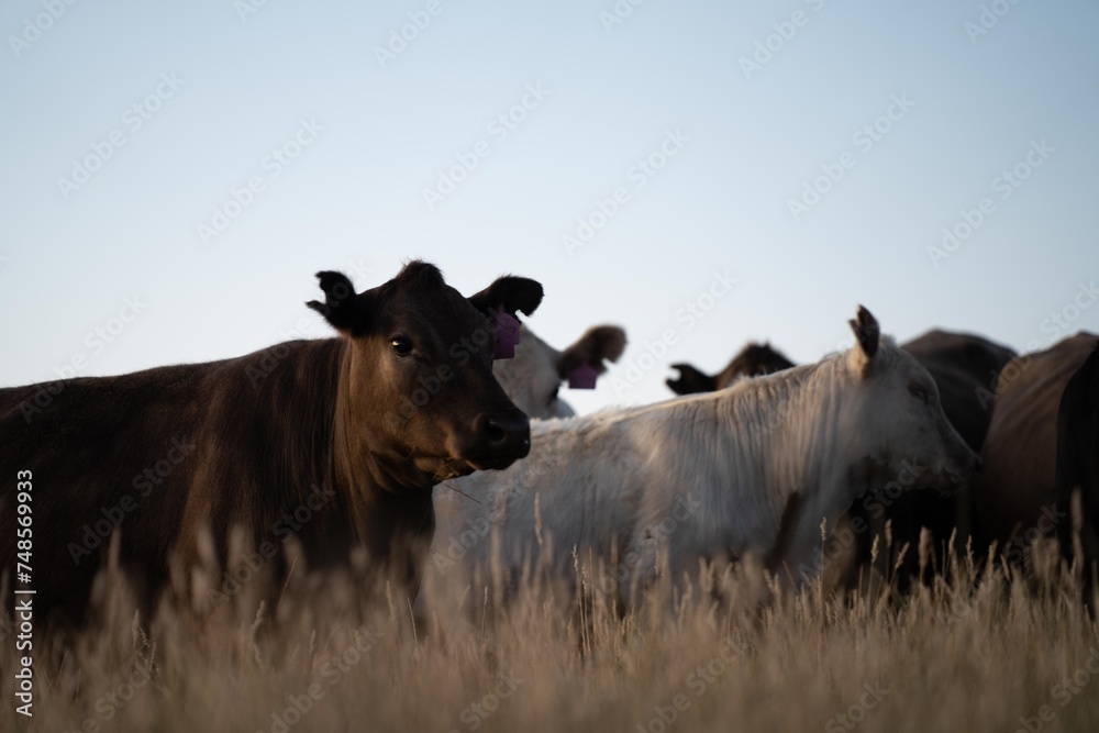 stud cattle, herd of fat cows and calves in a field on a regenerative agriculture farm. tall dry grass in summer in australia stud cattle, herd of fat cows and calves in a field on a regenerative agriculture farm. tall dry grass in summer in australia