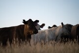 stud cattle, herd of fat cows and calves in a field on a regenerative agriculture farm. tall dry grass in summer in australia