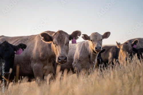 Portrait of Cows in a field grazing. Regenerative agriculture farm storing co2 in the soil with carbon sequestration. tall long pasture in a paddock on a farm in australia in a drought