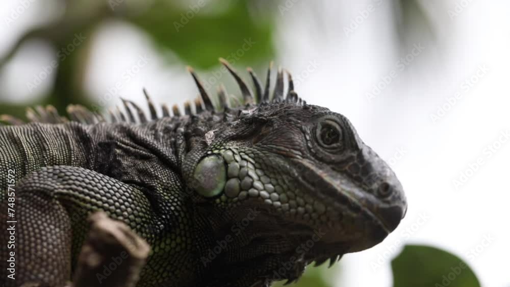 iguana sitting on a branch, reptile, exotic animals, tropical reptiles iguana sitting on a branch, reptile, exotic animals, tropical reptiles