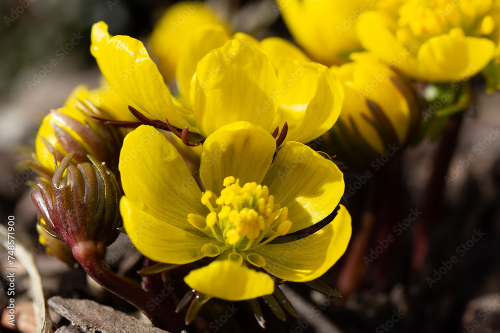 Winter aconite, eranthis hyemalis. First flowers in springtime. Early bloomers. Buttercup family Ranunculaceae. Small, yellow flower. Spring Winter aconite, eranthis hyemalis. First flowers in springtime. Early bloomers. Buttercup family Ranunculaceae. Small, yellow flower. Spring