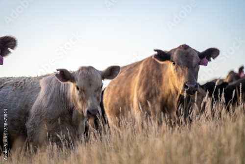 cow in a field at sunset on a summer in a dry drought in summer in australia on at agricultural farm
