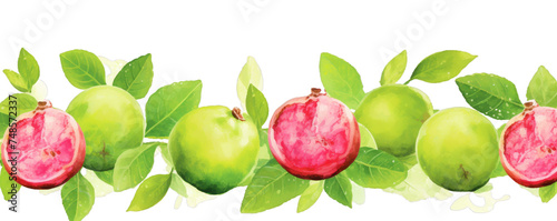 Watercolor background banner of guavas isolated on a white background as transparent PNG
