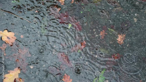 Water puddle in autumn with fallen leaves in rain in slow motion recorded at 4K at 120p photo