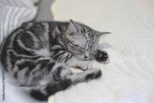 Schilderij op canvas Kitten playing at home, peekaboo, playing on the sheet, playing on the floor,pla