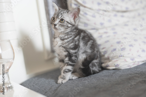 Foto Kitten playing at home, peekaboo, playing on the sheet, playing on the floor,pla