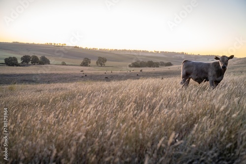 Fat Beef cows grazing on native grasses in a field on a farm practicing regenerative agriculture in Australia. Hereford cattle on pasture. livestock Cows in a field at sunset with golden light.