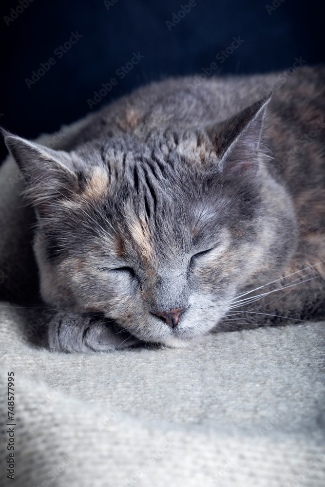 Sleeping cat on a gray plaid. Selective focus. Sleeping cat on a gray plaid. Selective focus.