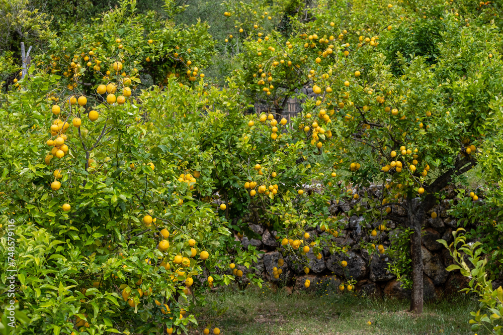 Fornalutx, Soller valley route, Mallorca, Balearic Islands, Spain Fornalutx, Soller valley route, Mallorca, Balearic Islands, Spain