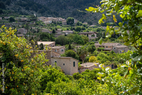 orchard of Biniaraix, Soller valley route, Mallorca, Balearic Islands, Spain photo