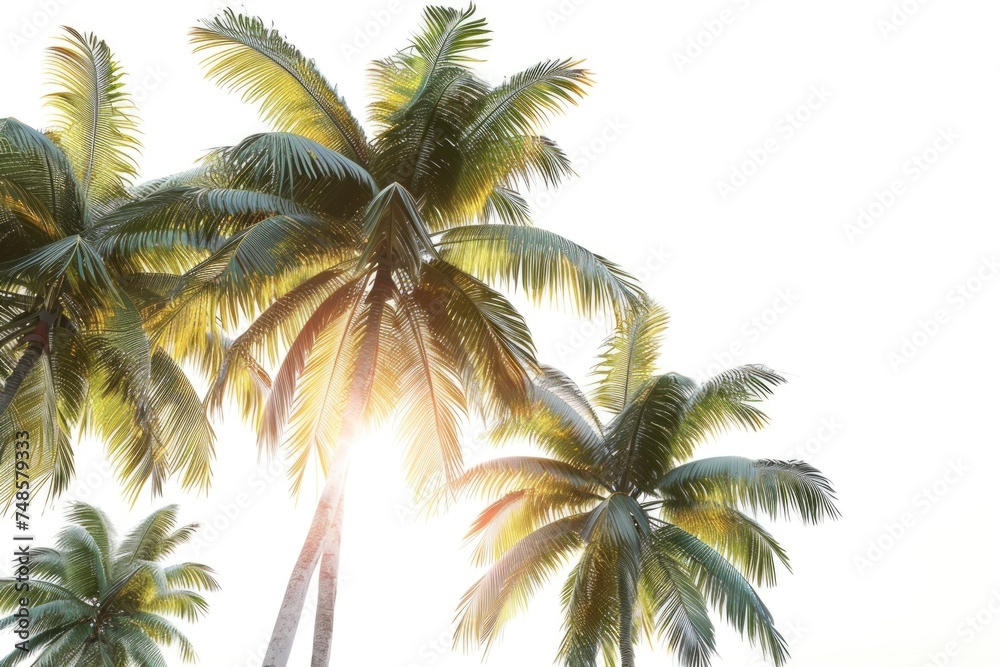 A beautiful view of palm trees with sunlight filtering through. Perfect for tropical themes and travel websites
