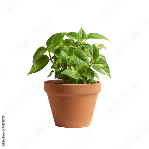 plant in a pot, isolated on white