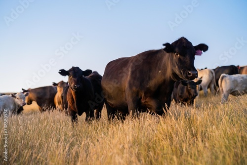Stud Angus cows in a field free range beef cattle on a farm. Portrait of cow close up in summer. © William