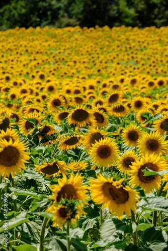 Sunflower plantation near Frias, Obarenes Mountains, Burgos, Spain photo