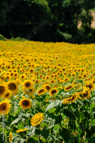 Sunflower plantation near Frias, Obarenes Mountains, Burgos, Spain photo