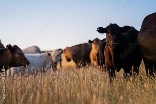 Fat Beef cows grazing on native grasses in a field on a farm practicing regenerative agriculture in Australia. Hereford cattle on pasture. livestock Cows in a field at sunset with golden light. photo