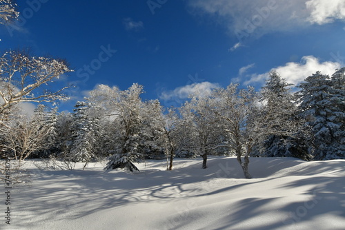 Winter Forest Trees snow Mountain Hokkaido Japan Japow