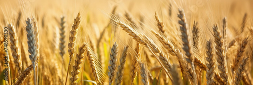 Field Of Wheat Banner With Copy Space And Blurred Background - Generative AI