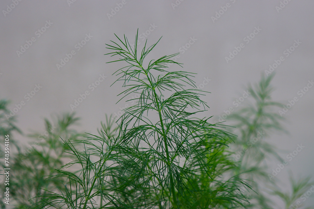 Fototapeta premium Dill plant branch.