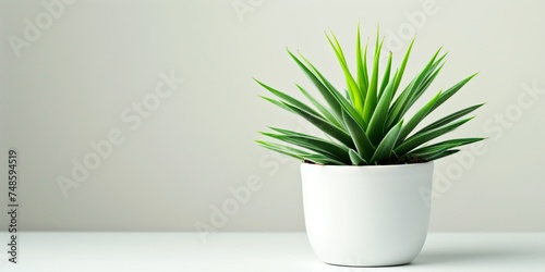 Home plants on white background