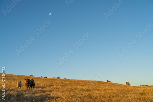 beautiful cattle in Australia  eating grass, grazing on pasture. Herd of cows free range beef being regenerative raised on an agricultural farm. Sustainable farming of food crops. Cow in field © William