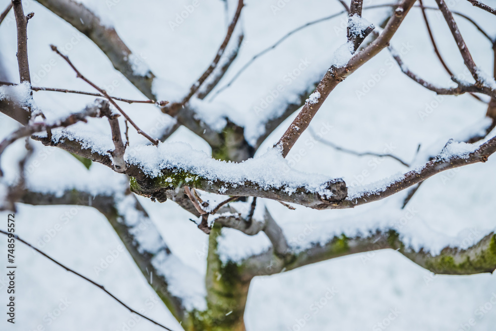 Winter Snow on tree branch. Fresh snow on tree branches Winter Snow on tree branch. Fresh snow on tree branches