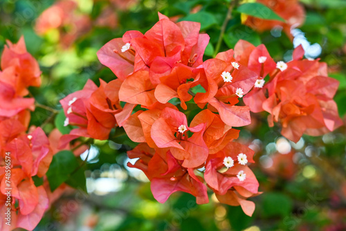 Fototapeta Naklejka Na Ścianę i Meble -  Red bougainvillea flowers in the garden