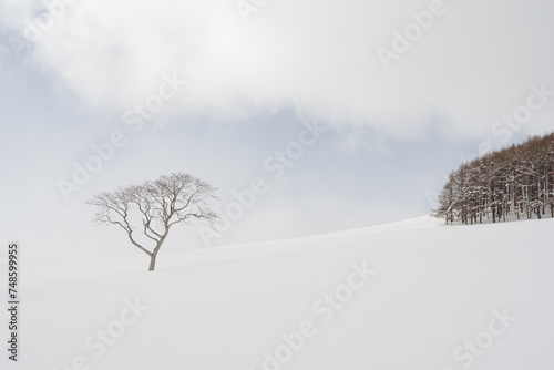 lone tree in winter against snowy backdrop