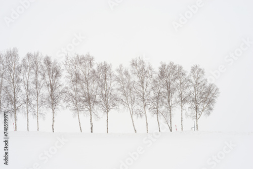 row of birch trees in winter against snowy backdrop