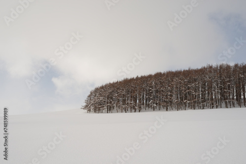 copse of trees in winter against snowy backdrop