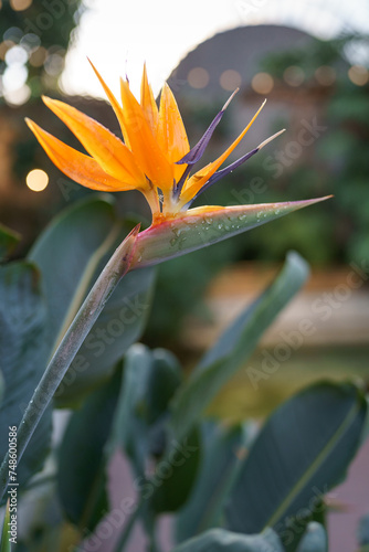 Exotic Strelitzia Reginae plant growing in tropical greenhouse. Crane flower, Bird of Paradise flower in glasshouse. Soft focus