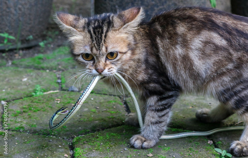 Photography A long-haired brown kitten hunts small snakes for food