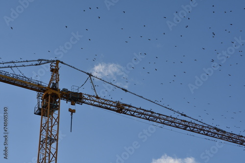 starlings on a construction crane